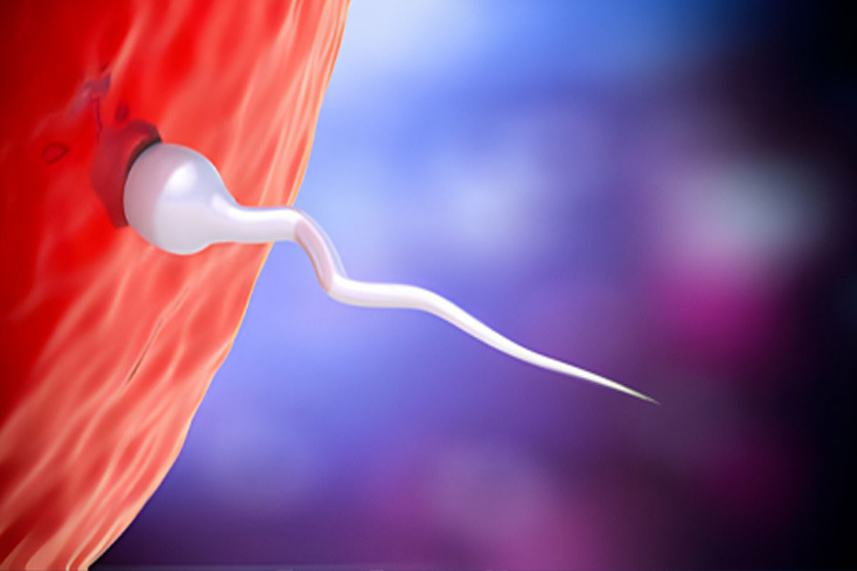 Sperm Gelmemesi Neden Olur?