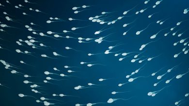 Sperm Nedir Nasıl Oluşur