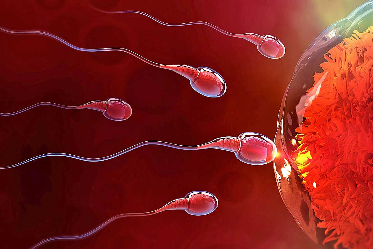 Sperm DNA Hasarı Yüzde Kaç Olmalı?