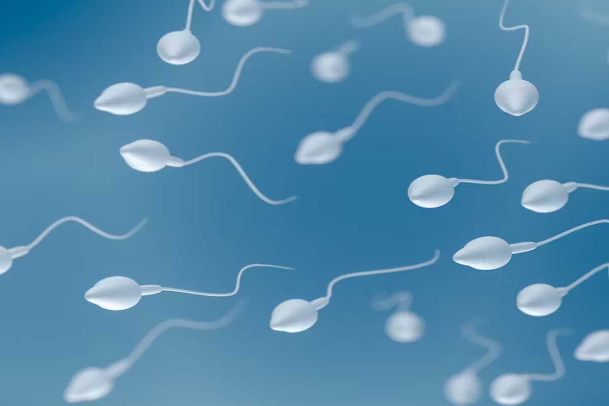 Sperm DNA’sı Nedir?